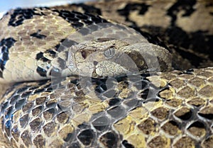 Canebrake Timber Rattlesnake Up Close with Sharp Eye focus