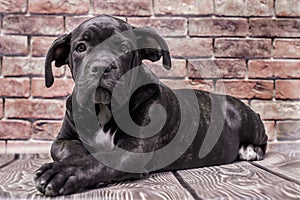 canecorso black puppy on brick wall background close up