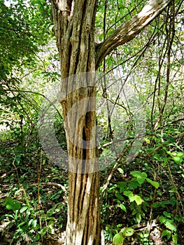 caneleiro common species in caatinga area in the Brazilian semi-arid region photo