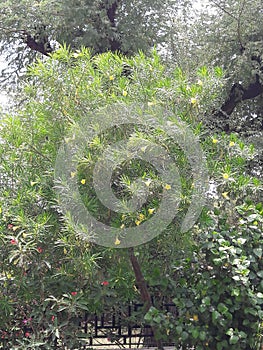 Caner tree with yellow  flower