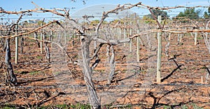 Canes of Grape Vine on Trellis.