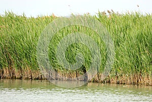 canes in the reed bed by the big river in summer