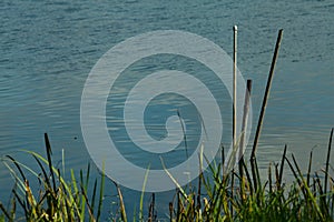 Canes in the water next to shore of a lake