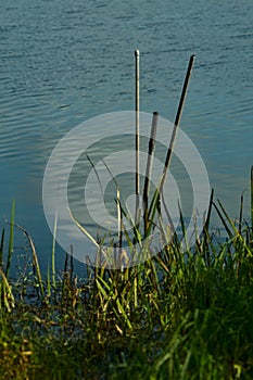 Canes in the water next to shore of a lake