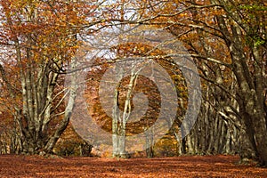 Canfaito beech forest in autumn