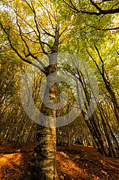 Canfaito fagus forest in autumn