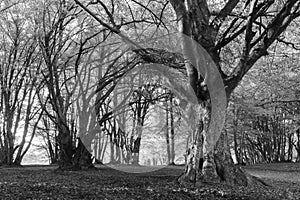 Canfaito fagus forest in autumn