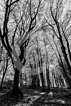 Canfaito fagus forest in autumn