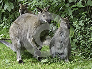 Cangaroo