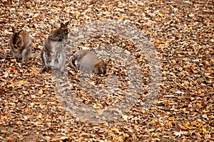 CANGAROO - ZOO - HUNGARY