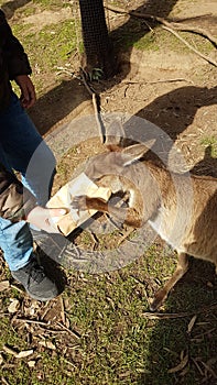 Canguro nel sacchetto di cibo