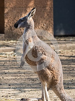 Canguro Rosso Macropus rufus