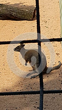 A Canguro in zoo. photo