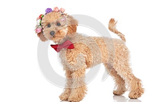 Caniche dog feeling a little sad and wearing a headband photo