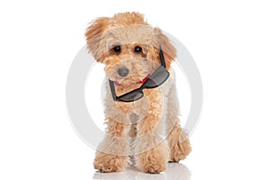 Caniche dog having his sunglasses falling over his ears photo