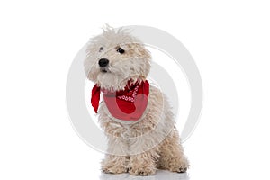 Caniche dog looking at the camera, wearing a red bandana photo