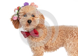 Caniche dog wearing flowers on his head