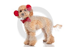 Caniche dog wearing fluffy headphones and a red bowtie