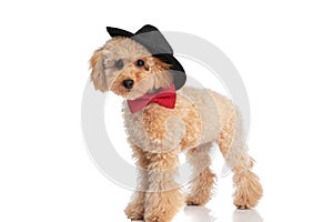 Caniche dog wearing his hat like a cowboy