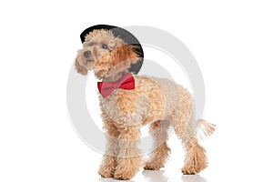 Caniche dog wearing his hat proudly and his bowtie photo