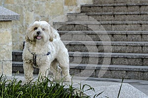 Caniche dog