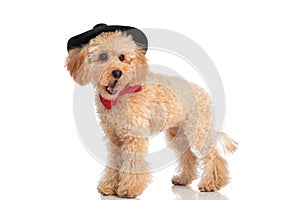 Caniche dog yawning, wearing black hat and a red bowtie photo