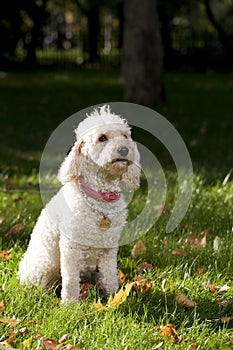 Caniche in grass photo