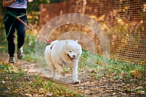 Canicross cross country running with dog, female musher running with Samoyed dog, sled dog racing