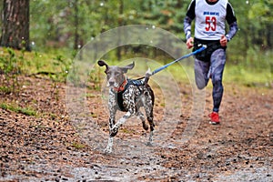 Canicross dog mushing race