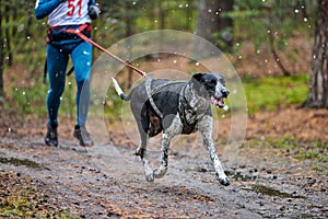 Canicross dog mushing race