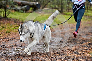 Canicross dog mushing race