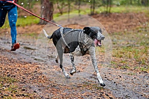 Canicross dog mushing race