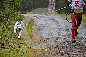 Canicross dog mushing race