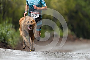 Canicross dog mushing race