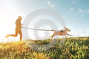 Canicross exercises. Man runs with his beagle dog. Outdoor sport activity with pet