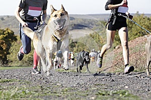 Canicross race photo