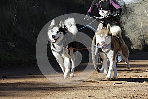 Canicross race photo