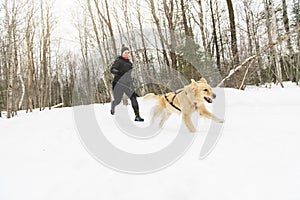 Canicross Sled Dogs Pulling the Young Womanin winter season