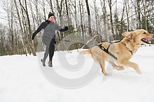 Canicross Sled Dogs Pulling the Young Womanin winter season