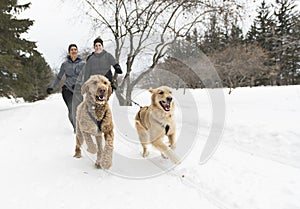 Canicross woman group Sled Dogs Pulling in winter season