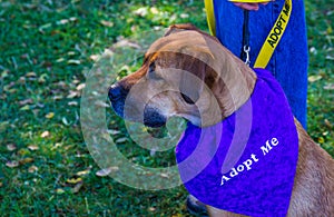 Canine With Adopt Me Scarf