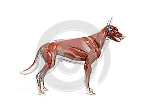 the canine anatomy