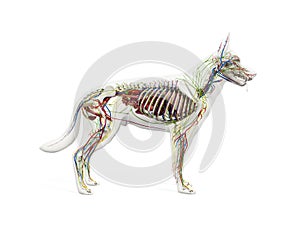 The canine anatomy