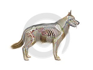 The canine anatomy