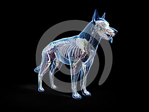 The canine anatomy