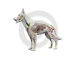 the canine anatomy