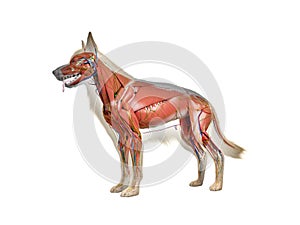 the canine anatomy