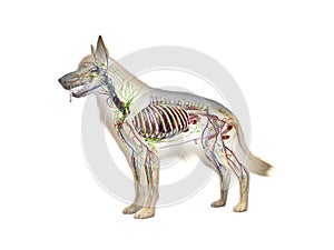 The canine anatomy