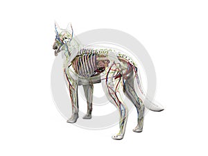 the canine anatomy