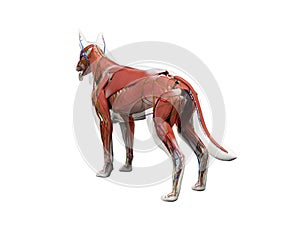 The canine anatomy